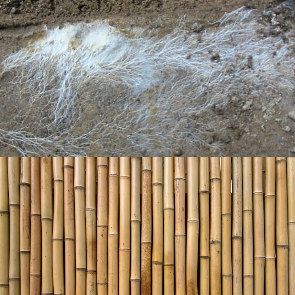 Bioplastic alternatives